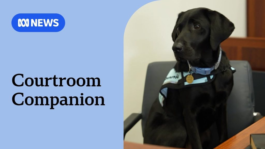 Bonnie the labrador sworn in as court-appointed support dog | ABC NEWS ...