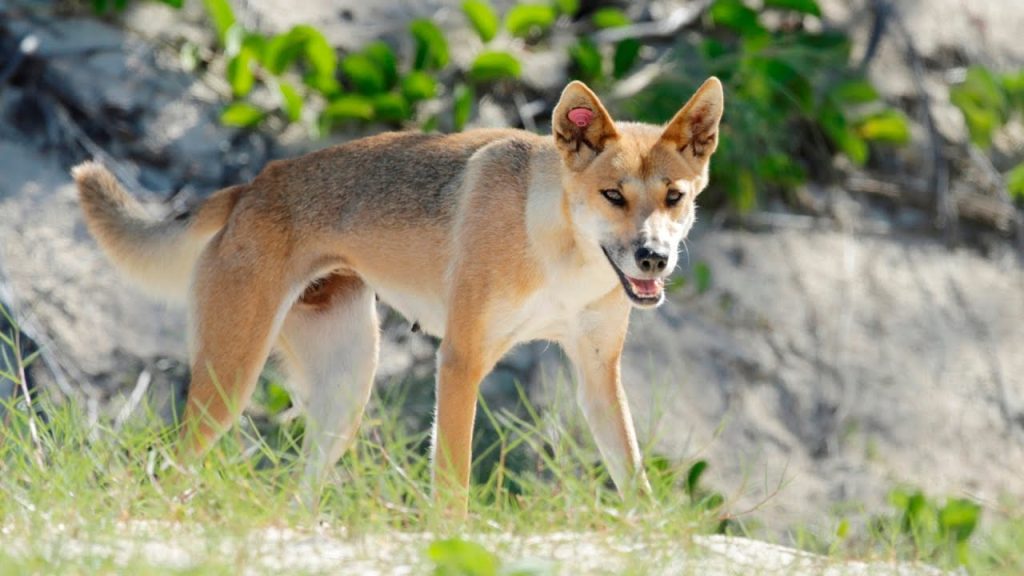Dingo Incanada Dingoes linked to Canadian backpacker’s death on K’gari euthanised ...