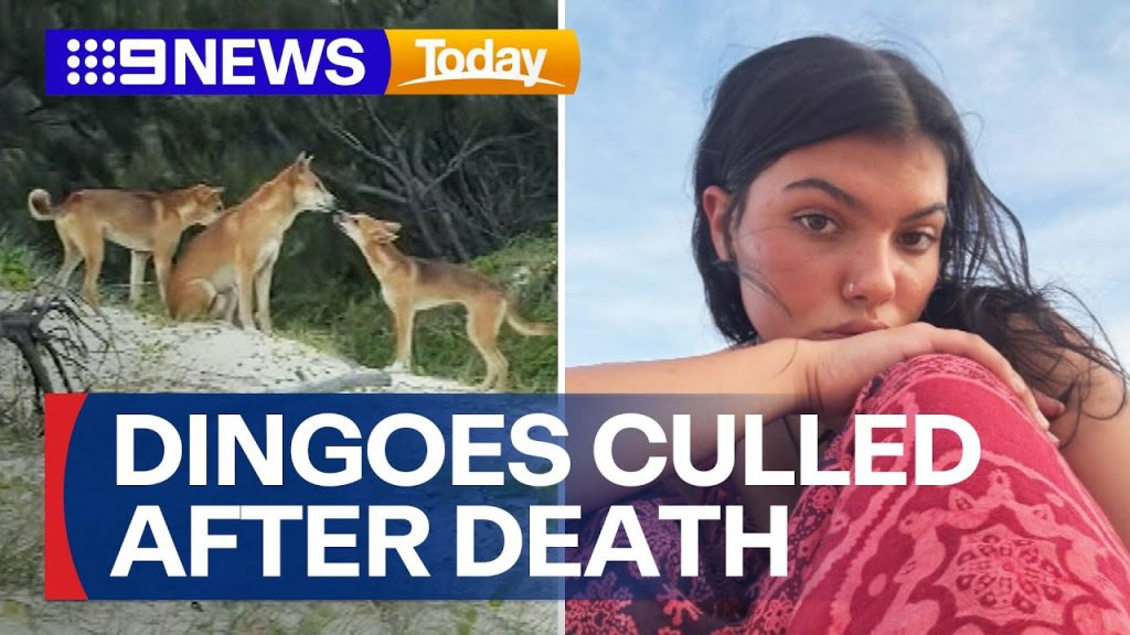 Dingo Incanada Pack of dingoes to be culled after death of Canadian teenager | 9 News ...