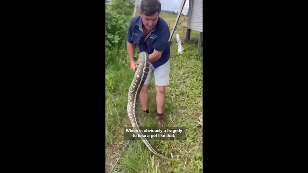 Every pet owner’s nightmare as python eats cat – The Australian News